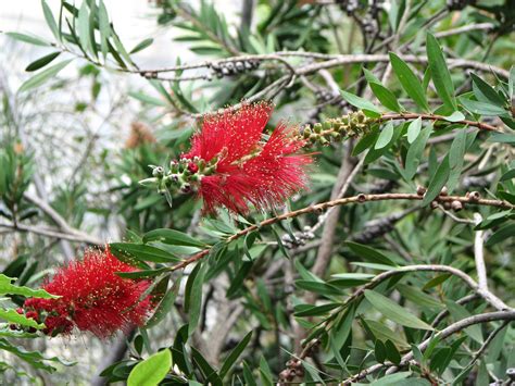 Free Images Tree Spring Red Produce Evergreen Botany Flora