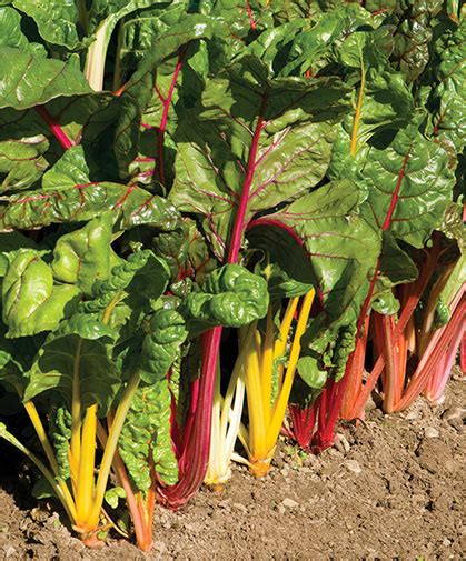Growing Swiss Chard From Seed Johnnys Selected Seeds