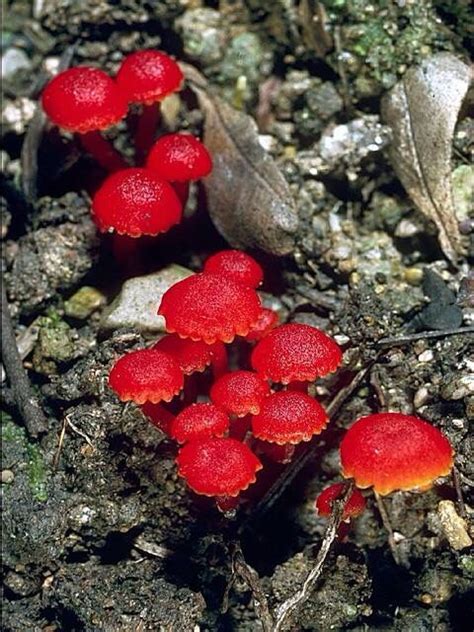 Red Wild Mushrooms All Mushroom Info