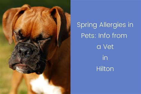 Spring Allergies In Pets Info From A Vet In Hilton Blog