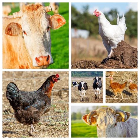 Farm Animal Collage — Stock Photo © Ezumeimages 79861720