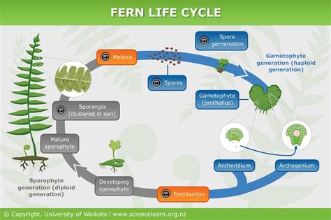 Fern Life Cycle — Science Learning Hub