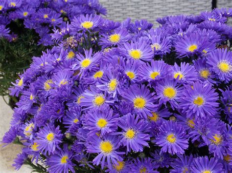 Michaelmas Daisy Sapphire Blue Pack Of Three Flowering Aster Plants