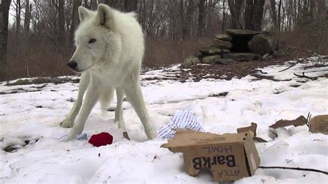 Atka Barkbox Enrichment Wolf Conservation Center Facts About Wolves