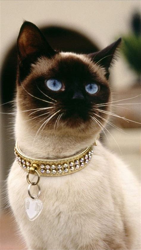 This can make it confusing and difficult to know what type of collar to buy your cat. What an elegant collar for an elegant furbaby (With images ...