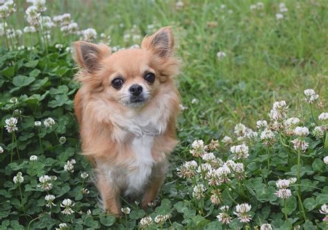 Chihuahua Dog Breeders Australia Pets Lovers