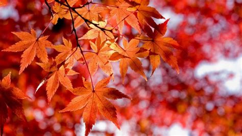 Full Hd Autumn Or Fall Wallpapers With Maple Leaves