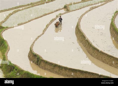 Terrace Paddy Field Hi Res Stock Photography And Images Alamy