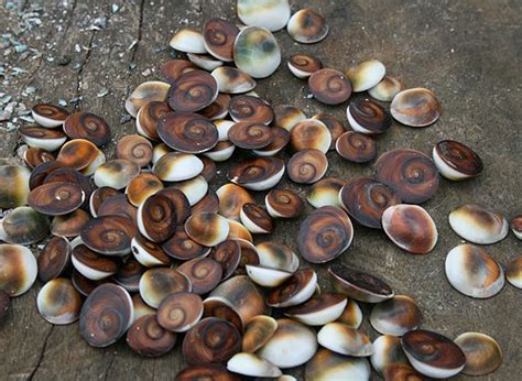 Seashells Coastal Care