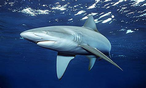 Animals Of The World Galapagos Shark