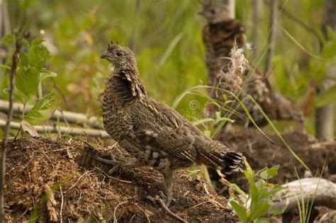 Juvenile Ruffed Grouse Is Standing On The Ground In The Summer Forest