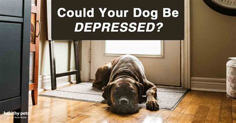 Dog Depression