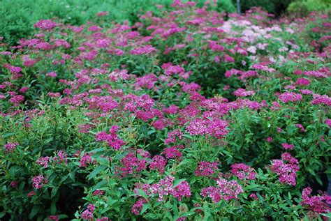 Itsgardeningtime.com snowmound spirea shrub is extremely easy to grow and maintain. Spiraea shrubs bloom a long time during the summer. This ...