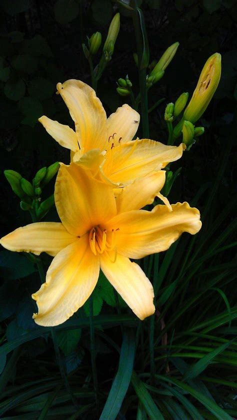 10 Fascinating Facts About Lilies