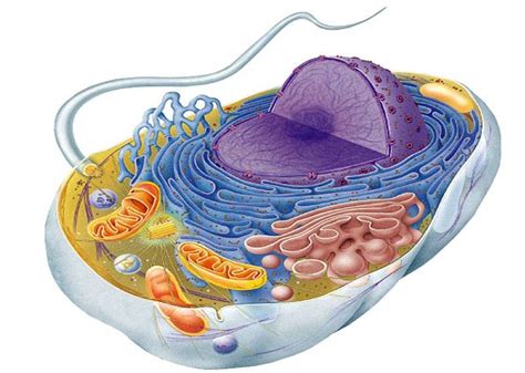 Adorobiologia Citoplasma O Interior Da Célula E Suas Organelas