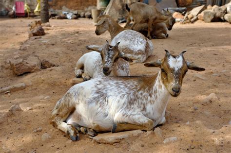 20 Different Types Of Goat Breeds