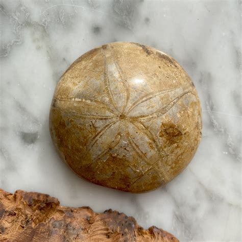 Sand Dollar Fossil Xl Minera Emporium Crystal And Mineral Shop