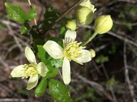 Check out the female flowers with their long, feathery styles!there are three. Clematis lasiantha Calflora