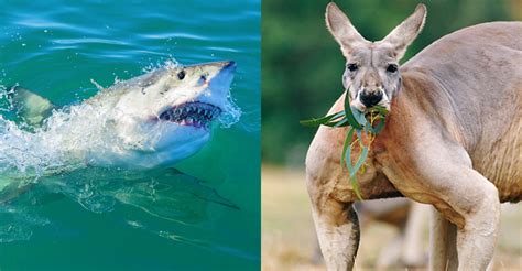 Forget Sharks These Are The Deadliest Animals The New Daily