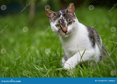 Cute Cat Looking At Camera Natural Light Stock Image Image Of