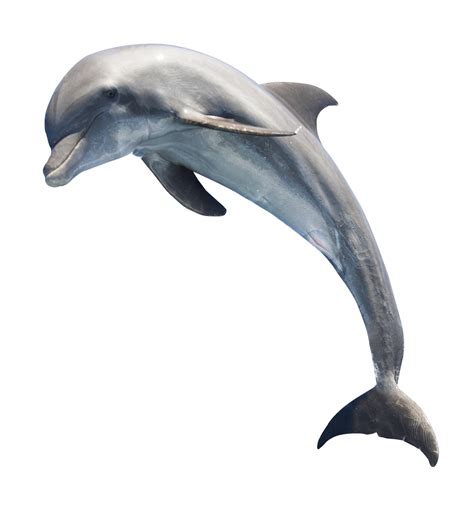 Dolphin Hd Png Transparent Dolphin Hdpng Images Pluspng
