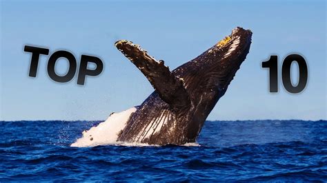 Top 10 Biggest Whales Youtube