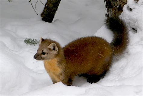 Martens Make A Comeback Research Explains How Isle Royale Wildlife Has