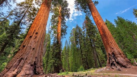 Conservation Group To Buy World’s Largest Privately Held Sequoia Forest
