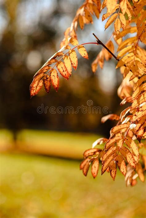 Yellow Autumn Leaves Of Mountain Ash Stock Photo Image Of Flowers