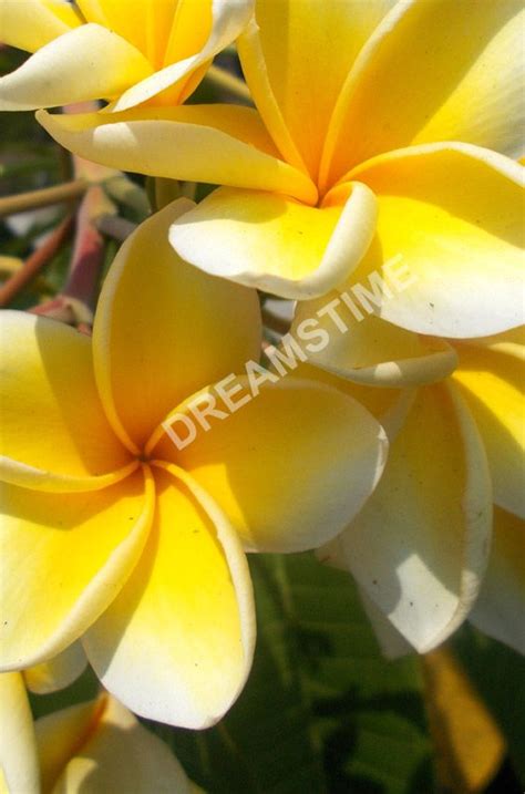 More images for white yellow plumeria tree » Yellow white plumeria frangipani flowers on the tree ...