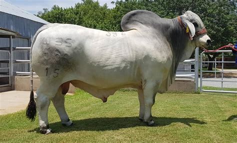 Brahman Cattle South Africa De Bruyn Brahmans The Brahman Cattle