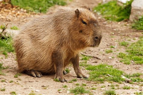 Capybara Free Stock Photo Public Domain Pictures