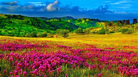 Meadow With Purple Flowers Hills With Trees And Green