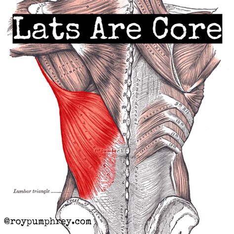 Lats Are Core Engage The Lats To Create Trunk Superstiffness