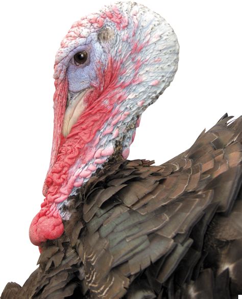 turkey bird png