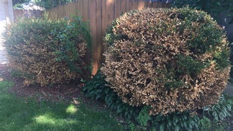What Causes Boxwoods To Turn Yellow