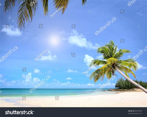 Sunny Beach Palm Tree Stock Photo 60370552 Shutterstock