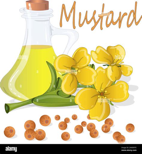 Collection Of Mustard Vector Illustrations Mustard Seeds Flower