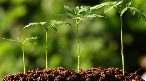 Do Plants Need Soil To Grow 1 Best Facts To Know