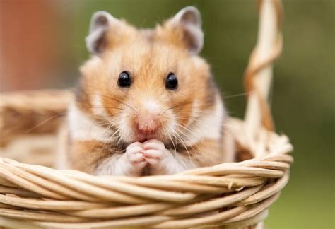 Hamster Names 500 Cute Names For Hamsters My Pets Name