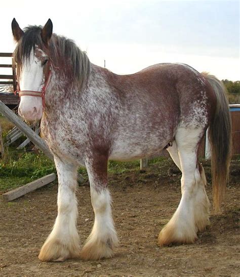 Clydesdale Horse For Sale Scotland Tonie Lamar
