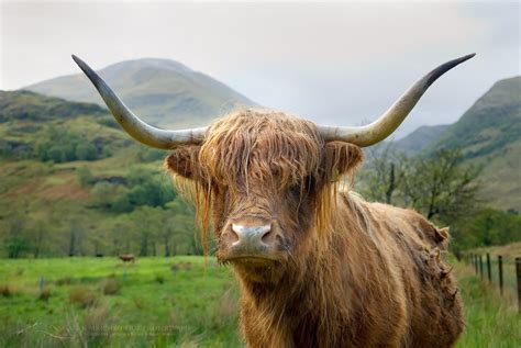Highland Cattle Glen Nevis Scotland Alan Majchrowicz