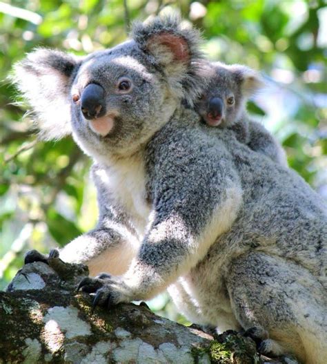Mother And Baby From Australia Zoo Koala Bear Australia Animals