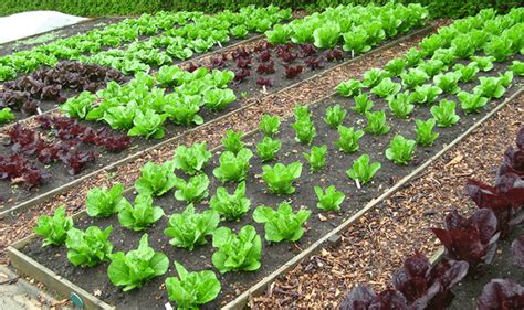Berkebun Sayuran Organik Untuk Pemula