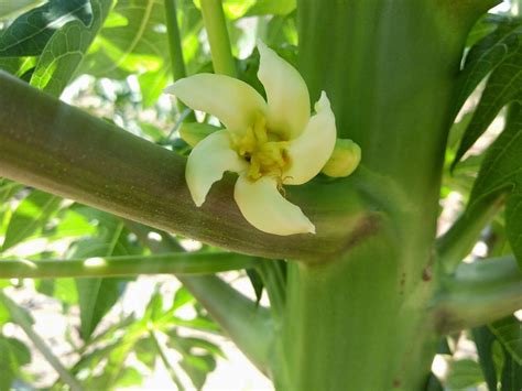 Flor De Mamão Hermafrodita