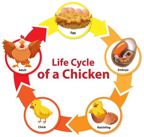 Diagram Showing Life Cycle Of Chicken 1879131 Vector Art At Vecteezy