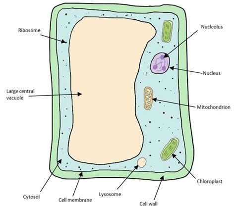 Plant Cell Ultrastructure Diagram Quizlet