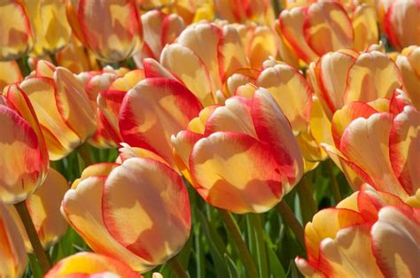 Colorblends Perennial Tulips
