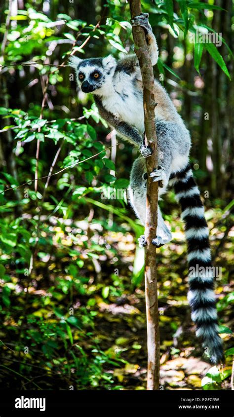Ring Tailed Lemur In Madagascar Stock Photo Alamy