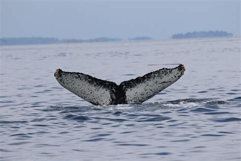 September 1st Whales Up North — Vancouver Island Whale Watch